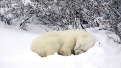 nature Animals winter snow Polar Bears