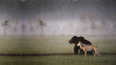 nature Animals wolf Bears mist wildlife swamp