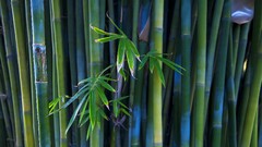nature bamboo photography Plants leaves