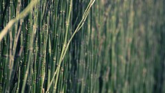 nature bamboo Plants