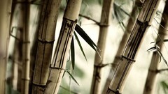 nature bamboo Plants Trees