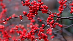 nature Berries rain twigs depth of field Plants water drops