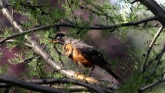 nature Birds Animals Trees robins