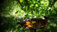 nature Birds grass reflection summer bath statue sunlight