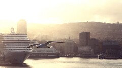 nature Birds landscape ship cruise ship