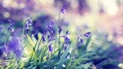 nature bokeh Flowers purple flowers grass