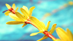 nature branch colorful yellow cyan