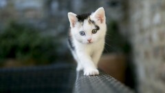 nature cats heterochromia Kittens depth of field Animals