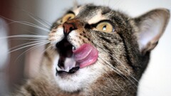 nature cats tongues Animals