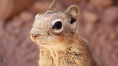 nature chipmunk Mammals sciuridae