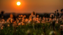 nature dandelion grass sunset Flowers outdoors sunlight sun
