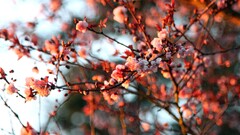 nature depth of field Flowers twigs pink flowers Plants