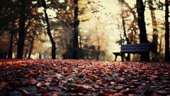 nature depth of field leaves fall bench bokeh