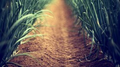 nature depth of field Plants