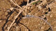 nature Dragonflies Animals insect