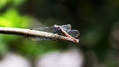 nature Dragonflies Animals insect