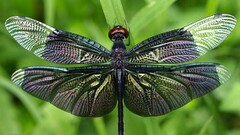 nature Dragonflies insect Animals
