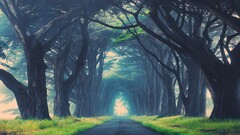 nature edited Trees road