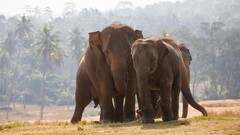 nature elephant Animals