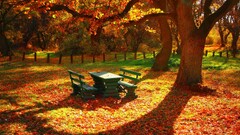 nature fall forest bench Trees
