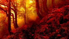 nature fall forest red