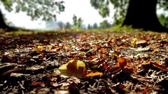 nature fall leaves Trees dirt closeup