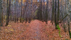 nature fall Trees forest