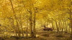 nature fall yellow bench forest birch path