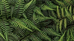 nature Ferns leaves Plants