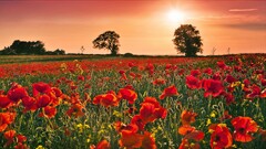 nature field landscape Trees Poppies Plants sun outdoors
