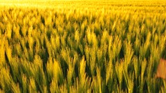 nature field Plants landscape yellow
