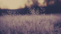 nature field Plants outdoors dark