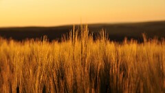 nature field Plants outdoors sunlight