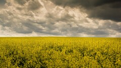 nature field sky Plants