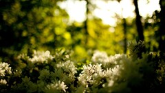 nature Flowers blurred white flowers bokeh Plants