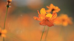 nature Flowers cosmos flower orange flowers Plants