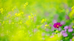 nature Flowers cosmos flower Plants