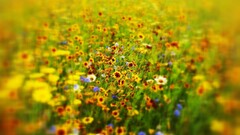 nature Flowers field outdoors colorful