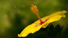 nature Flowers hibiscus Plants