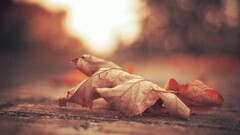 nature Flowers landscape fall leaves blurred bokeh