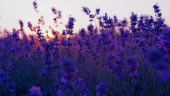 nature Flowers landscape lavender purple flowers Plants outdoors