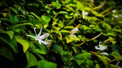 nature Flowers leaves white flowers Plants