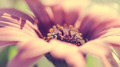 nature Flowers macro pink flowers