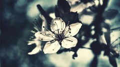 nature Flowers macro Plants