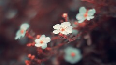 nature Flowers macro Plants