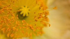 nature Flowers macro Plants