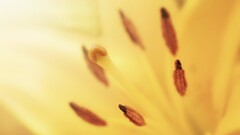 nature Flowers macro Plants yellow flowers yellow