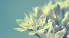 nature Flowers Plants blue background macro
