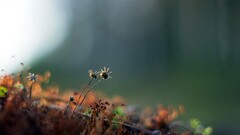 nature Flowers Plants depth of field