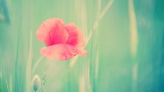 nature Flowers Plants macro